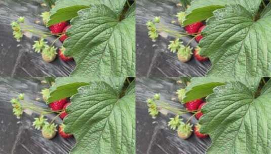 采摘新鲜草莓高清在线视频素材下载