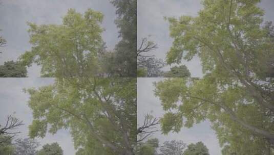 校园风光树木天空视频高清在线视频素材下载