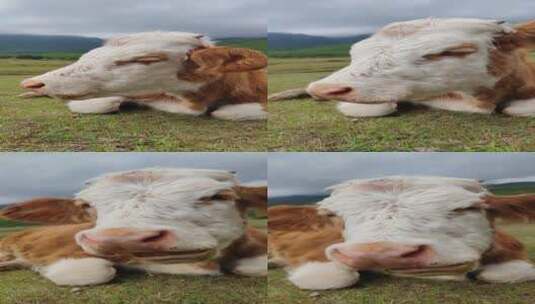 丽江草原吃草的牛高清在线视频素材下载