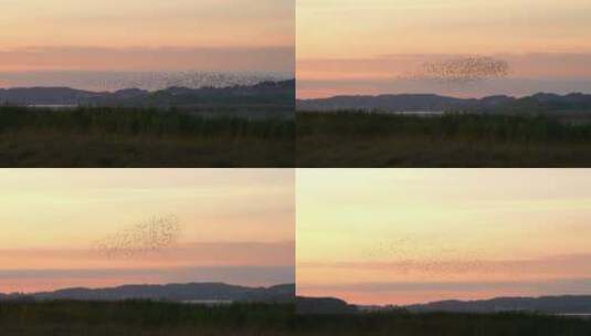 傍晚天空中飞翔的鸟群高清在线视频素材下载