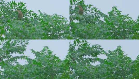 南方乡村苦楝树上的池鹭高清在线视频素材下载