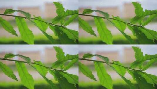 夏天里的一支绿树叶高清在线视频素材下载