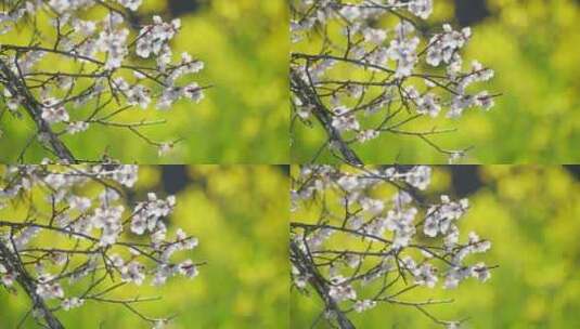 金黄油菜花田中白色的梅花高清在线视频素材下载