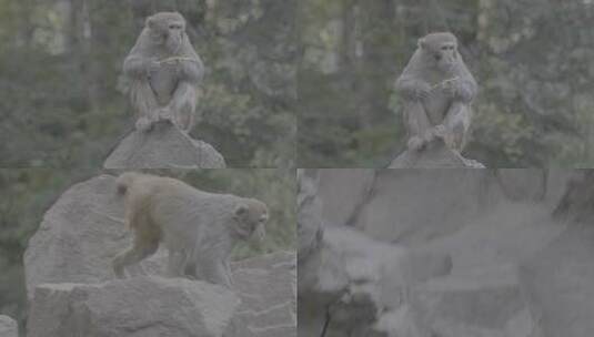 猴子灵长动物高清在线视频素材下载