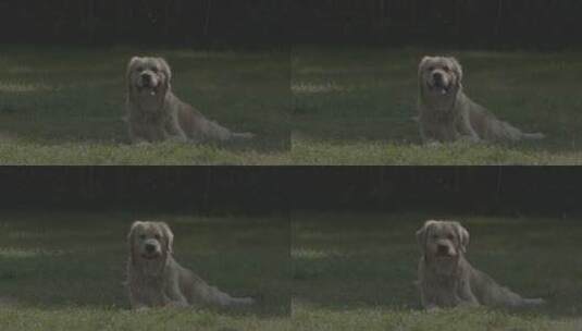 金毛狗狗在草地上开心的状态高清在线视频素材下载