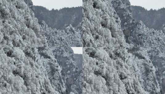 航拍湖北神农架原始森林群山冬季雪景雪松高清在线视频素材下载