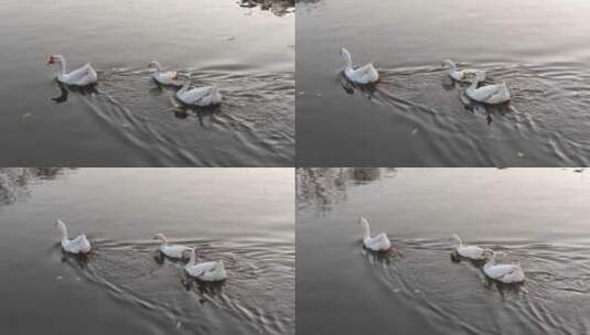 湖里游泳的家鹅高清在线视频素材下载