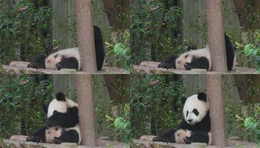 可爱顽皮的大熊猫幼稚高清在线视频素材下载