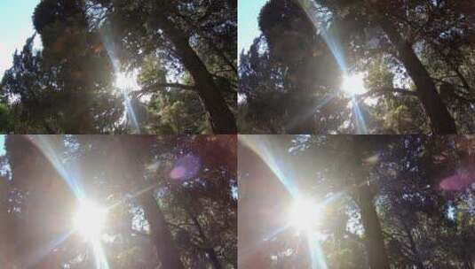 森林树木阳光光影透过树木的阳光高清在线视频素材下载