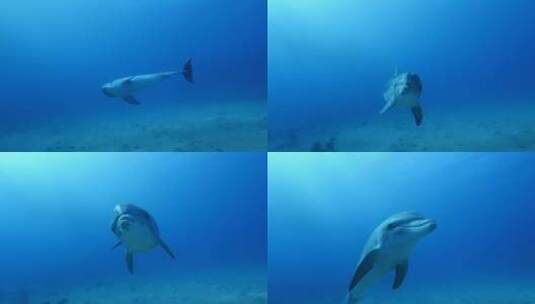 海豚游泳水摄高清在线视频素材下载