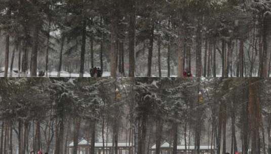 松树飘雪雪景高清在线视频素材下载