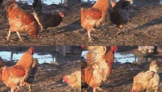 田间啄食的公鸡和母鸡高清在线视频素材下载