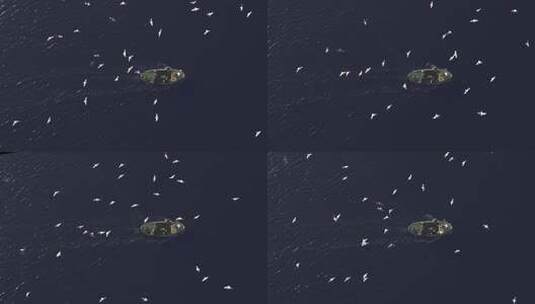 渔船捕鱼海鸥飞翔平静的大海海鸟高清在线视频素材下载