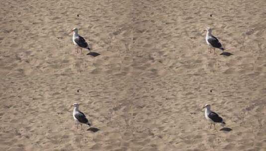 海洋大海沙滩阳光高清在线视频素材下载