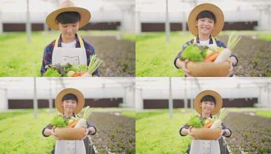 小男孩在温室花园的篮子里拿着有机生菜的画像高清在线视频素材下载