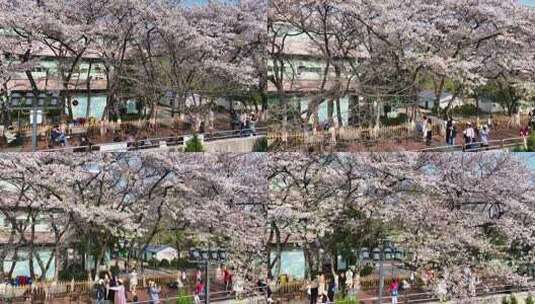 航拍武汉春天樱花季城市街头赏花的人群高清在线视频素材下载