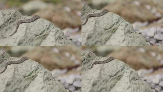 h岩石上的蝮蛇摇晃尾巴爬走高清在线视频素材下载