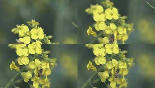 微距川美油菜花蜜蜂采蜜高清在线视频素材下载