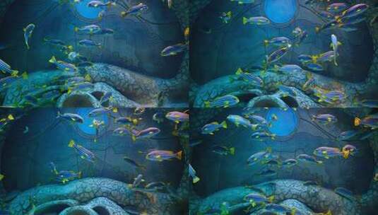 海洋馆水族馆海底世界热带鱼高清在线视频素材下载