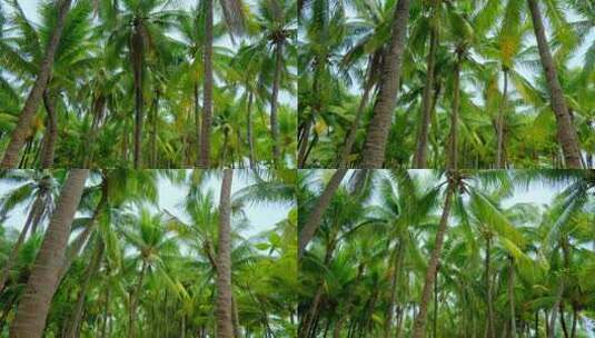 海南三亚椰梦长廊 椰树 椰子树 椰林高清在线视频素材下载