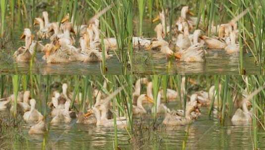 乡村散养鸭子在池塘里游泳高清在线视频素材下载