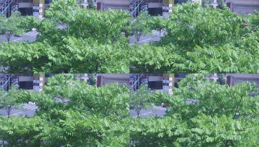 阳光下的树高清在线视频素材下载