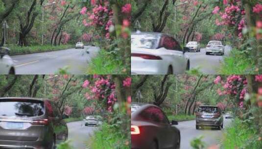 开满鲜花的公路，深圳香山中街车流高清在线视频素材下载