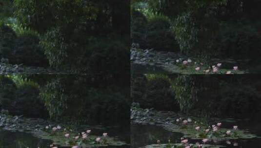 初夏杭州西湖睡莲盛开空镜高清在线视频素材下载