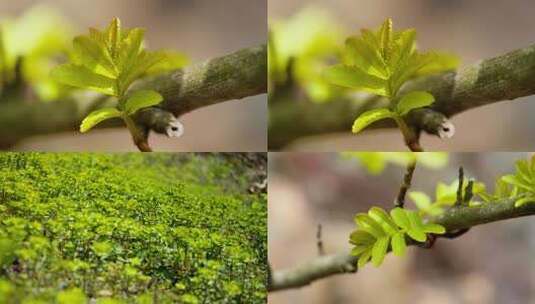 春天植物发芽树叶实拍空镜头高清在线视频素材下载