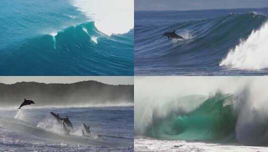 航拍海浪海豚冲浪大海海豚跃出海面高清在线视频素材下载