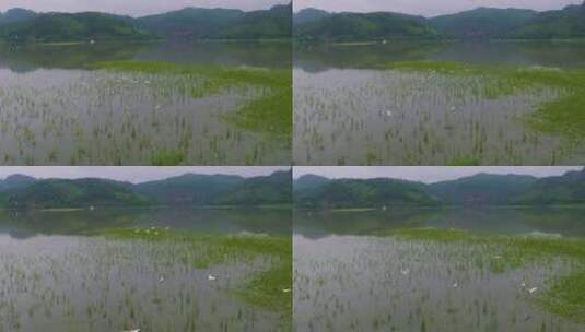 青山绿水生态湿地一群白鹭飞翔福建大金湖高清在线视频素材下载