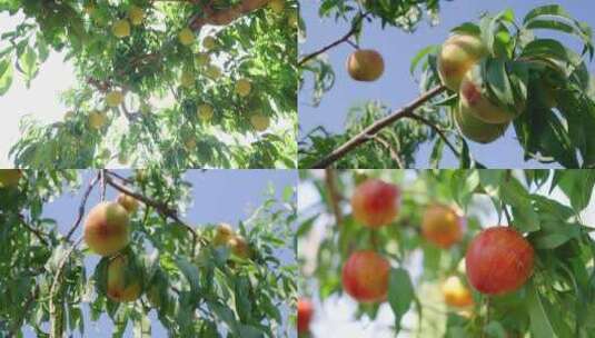 果园桃树 桃子成熟  阳光果实高清在线视频素材下载