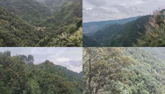 踏上穿越森林的山峰之旅迎接大自然的怀抱高清在线视频素材下载