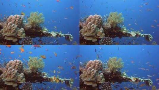 五颜六色的鱼和美丽的珊瑚高清在线视频素材下载