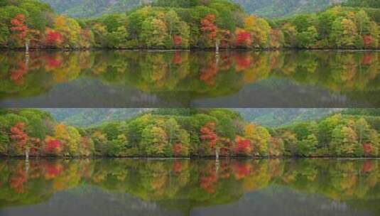 秋天山水枫叶林高清在线视频素材下载