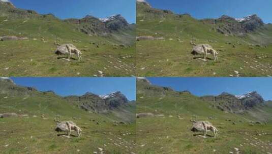 养狗羊，瓦诺伊兹国家公园，萨瓦省，法国高清在线视频素材下载