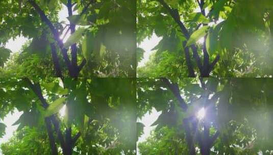 逆光下的大树花草高清在线视频素材下载