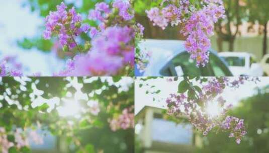 夏日风景-紫薇花合集高清在线视频素材下载
