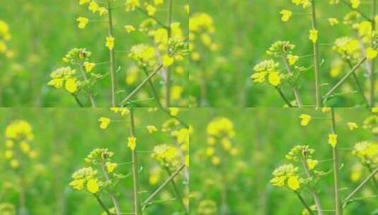 蜜蜂在油菜花上采蜜慢镜头特写高清在线视频素材下载