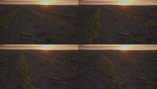 日落时的玉米芽嫩芽高清在线视频素材下载