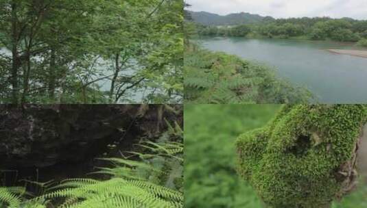 浙江仙居植被高清是实拍高清在线视频素材下载