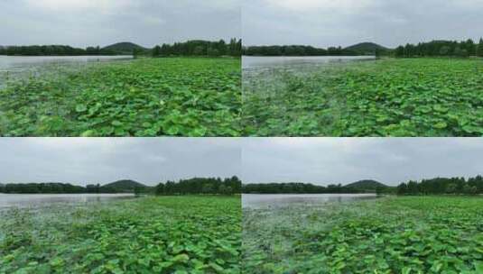 徐州市大龙湖风景区夏日荷花高清在线视频素材下载