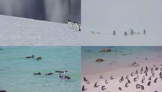 【合集】企鹅 企鹅群 南极企鹅 小企鹅高清在线视频素材下载