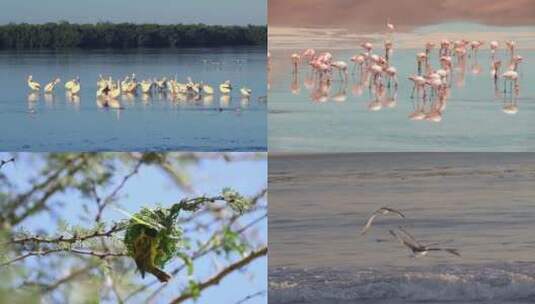 【合集】鸟类 鸟 各种品种的鸟高清在线视频素材下载