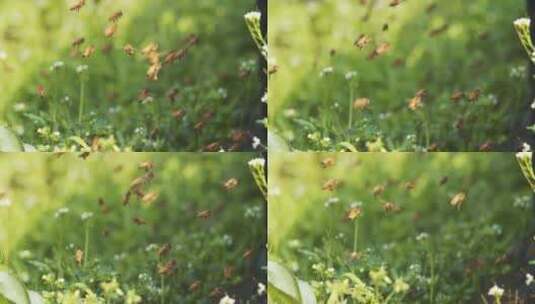 春天田野养蜂场蜜蜂围绕蜂箱飞舞高清在线视频素材下载