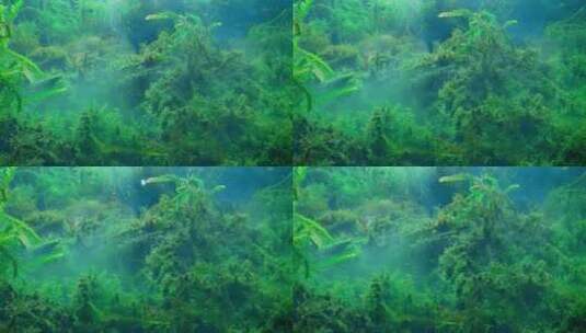 水底水草绿植高清在线视频素材下载