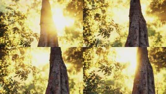 森林逆光光影清晨光线时间流逝高清在线视频素材下载