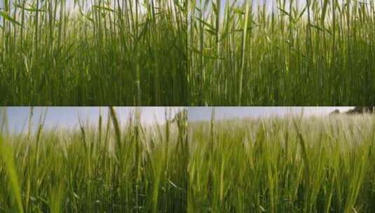 麦田小麦麦穗农业绿色丰收田野高清在线视频素材下载