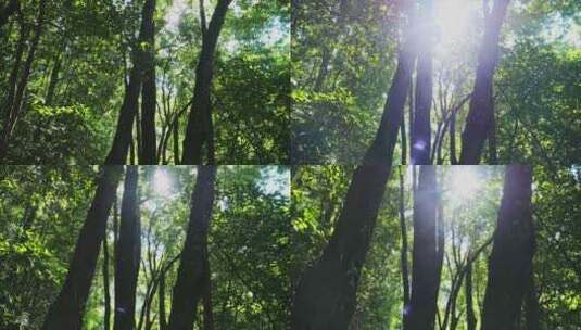 阳光穿过森林树木茂密丛林绿色自然风景高清在线视频素材下载