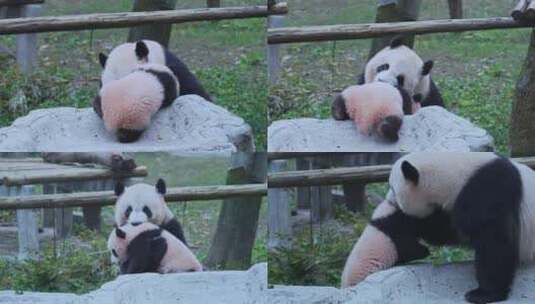 大熊猫妈妈和幼崽宝宝视频合集高清在线视频素材下载